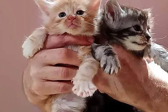 Śliczne kocięta Maine coon z rodowodem, Świętokrzyskie, Prawęcin
