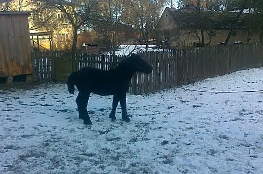 Sprzedam ogierka zimnokrwistego