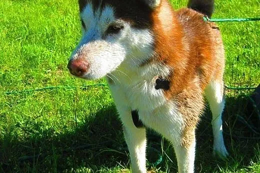 Hasz – zjawiskowy, wesoły szczeniak husky ADOPCJA, Husky cała Polska