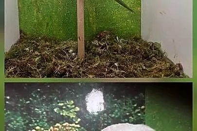Para legowa aleksandrett, Wielkopolskie, Koninko