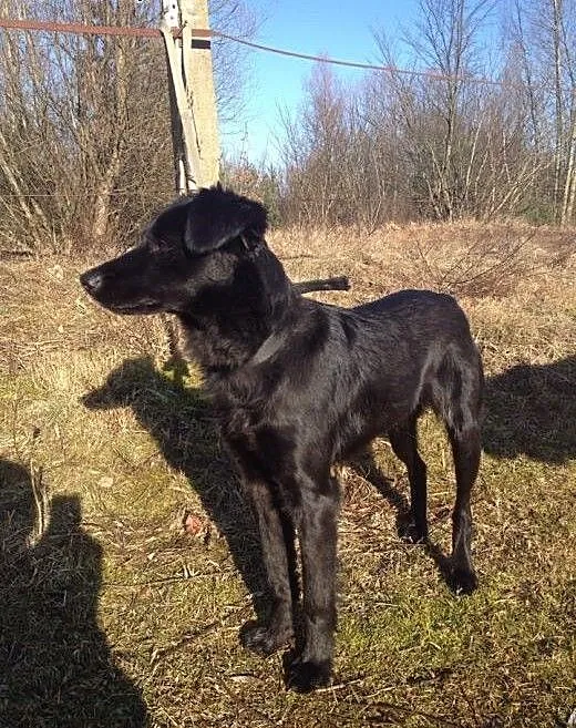 Fiona, młoda małą sunia, zachodniopomorskie Kosza