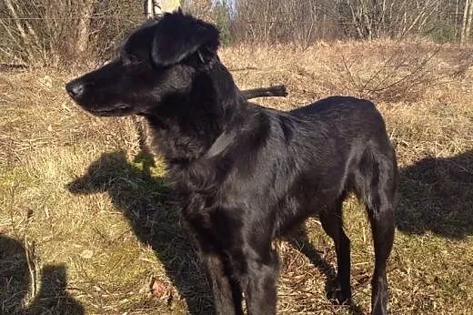 Fiona, młoda małą sunia,  zachodniopomorskie Kosza