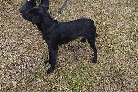 Fiona, młoda małą sunia,  zachodniopomorskie Kosza