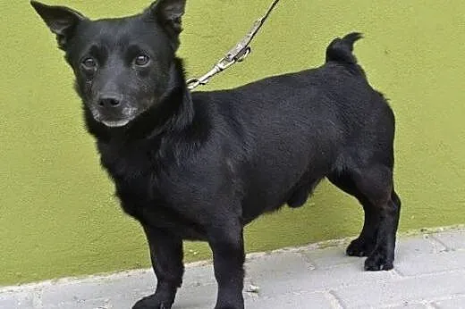 Gapcio mały psiak o wielkim sercu szuka bezpieczne
