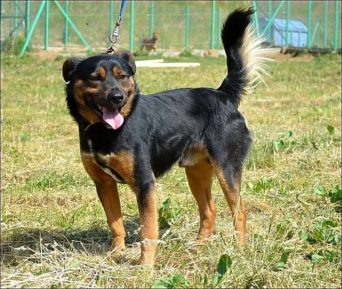 Danio - podpalany przystojniak :)