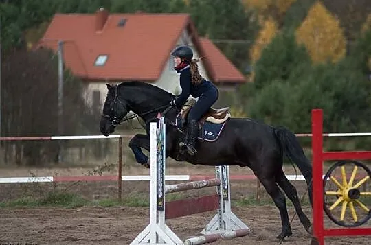 Kupię konia za symboliczną kwotę, , 