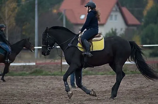 Kupię konia za symboliczną kwotę, , 