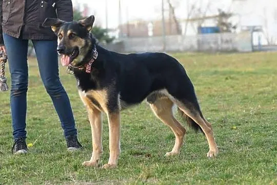 Ghandi duży pies o wielkim sercu.