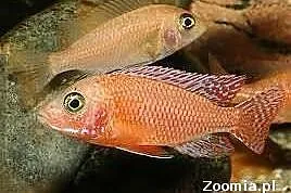 Rybki pyszczaki Aulonocara Fire Fish