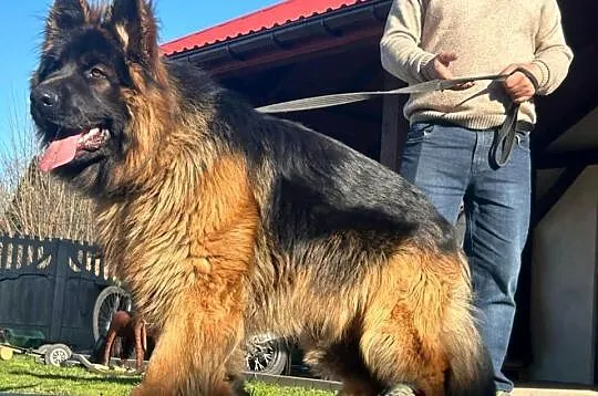 Owczarek niemiecki długowłosy gotowe do odbioru
