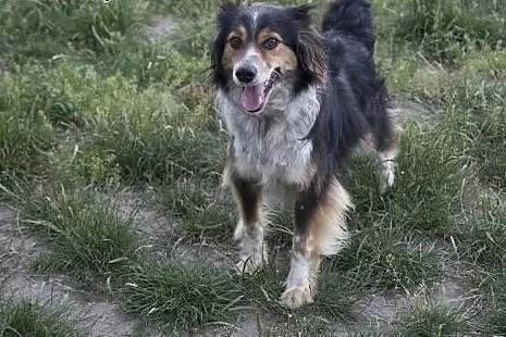 Azorek i Sara - urocza para do adopcji :),  łódzki
