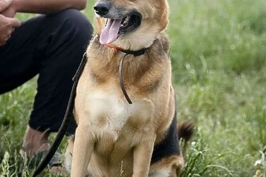 Azorek i Sara - urocza para do adopcji :),  łódzki