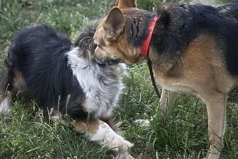 Azorek i Sara - urocza para do adopcji :),  łódzki