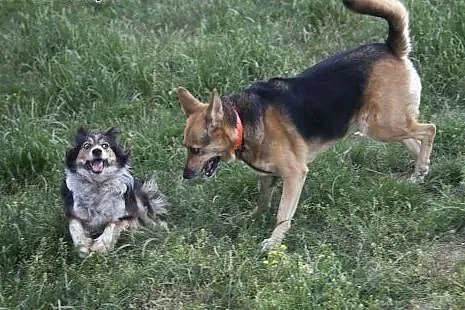 Azorek i Sara - urocza para do adopcji :),  łódzki