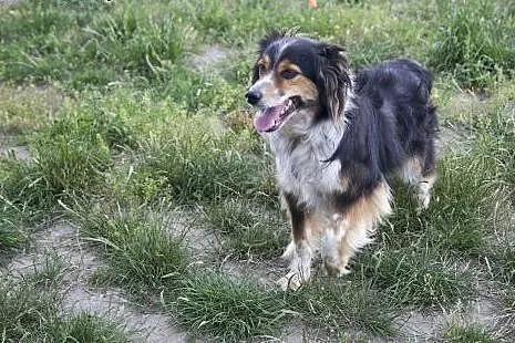 Azorek i Sara - urocza para do adopcji :),  łódzki