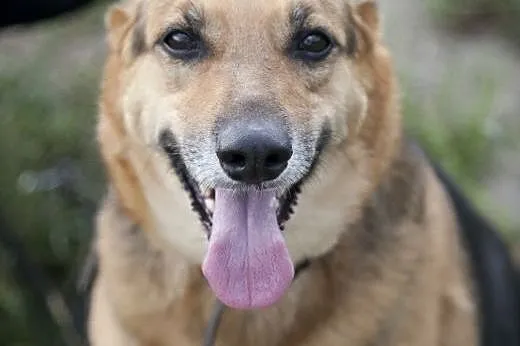 Azorek i Sara - urocza para do adopcji :),  łódzki