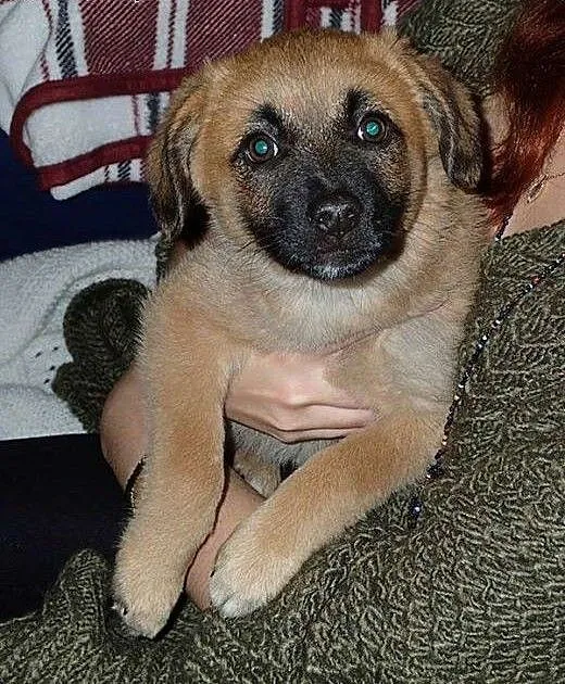 Karmelkowa słodycz, malutki SZCZENIAK do adopcji!,