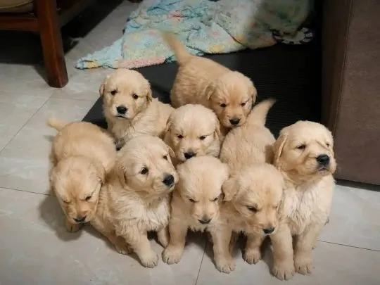 --szczenięta golden retrievera do adopcji – napisz, aby uzyskać aktualne informacje: {{nataliagrabow, , Gdańsk
