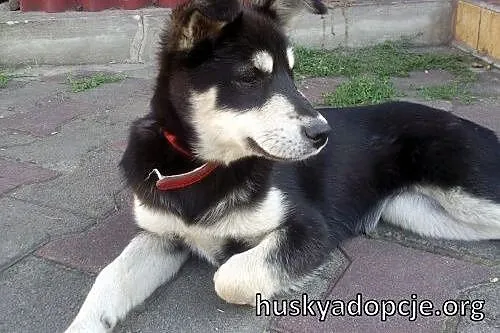 SAKE- kochany szczeniak mix husky do adopcji,  łódzkie Łódź