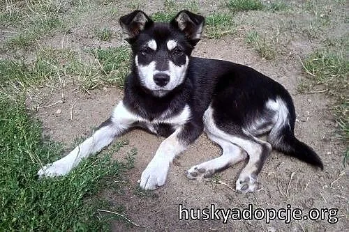 SAKE- kochany szczeniak mix husky do adopcji,  łód
