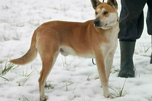 Super psiak VooDoo szuka domku, pokochaj,  Kundelk