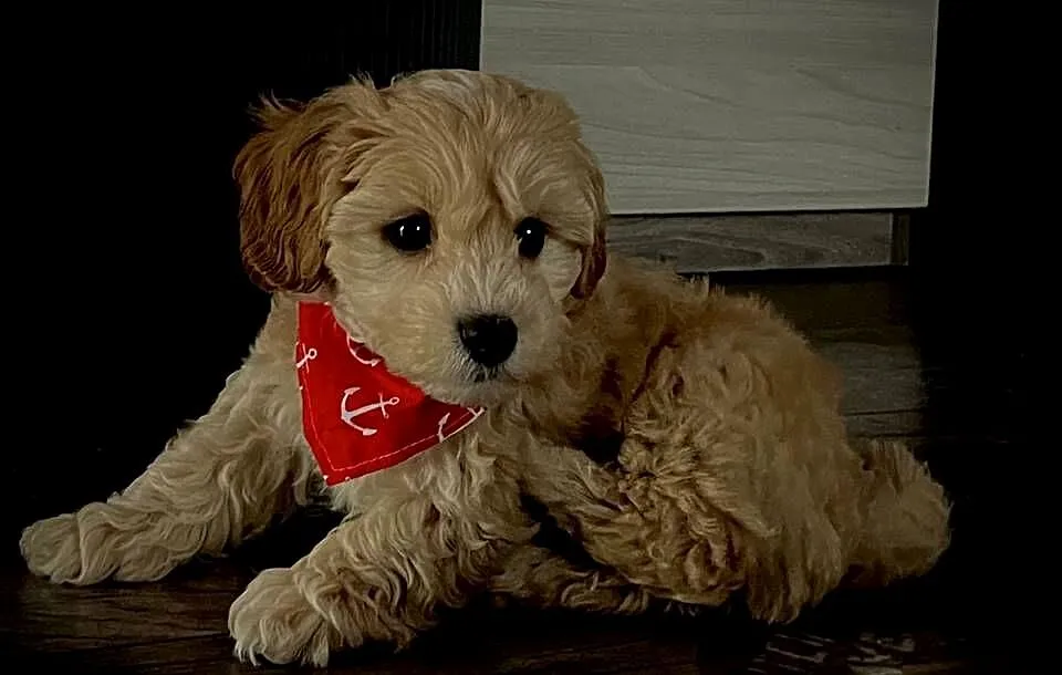 Maltipoo gotowy do zmiany domu, Małopolskie, Wadowice