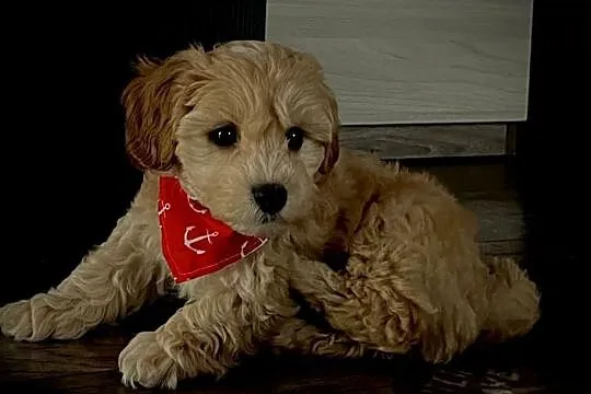 Maltipoo gotowy do zmiany domu, Małopolskie, Wadowice