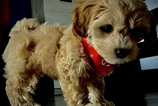 Maltipoo gotowy do zmiany domu, Małopolskie, Wadowice