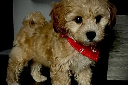 Maltipoo gotowy do zmiany domu, Małopolskie, Wadowice