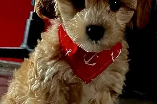 Maltipoo gotowy do zmiany domu, Małopolskie, Wadowice
