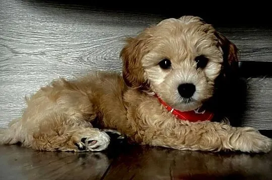 Maltipoo gotowy do zmiany domu, Małopolskie, Wadowice
