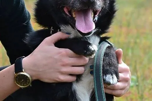 Mały Zgryzek poleca się do adopji - ogrom miłości 