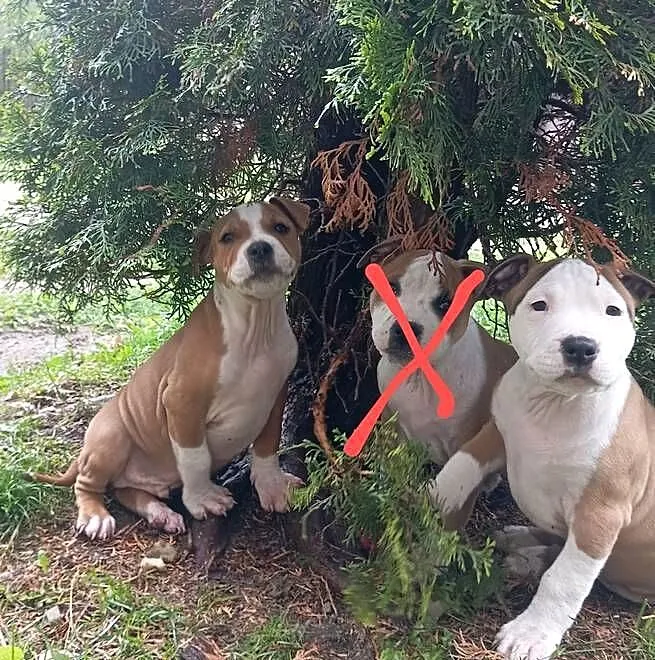 American Staffordshire Terrier, Podlaskie, Sokoły