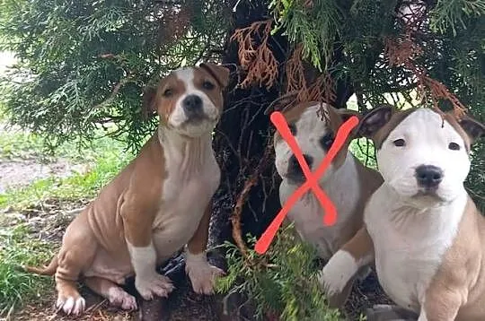 American Staffordshire Terrier, Podlaskie, Sokoły