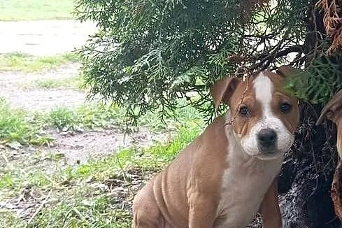 American Staffordshire Terrier, Podlaskie, Sokoły