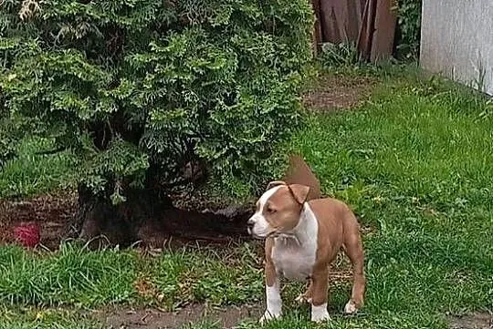 American Staffordshire Terrier, Podlaskie, Sokoły