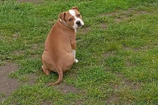 American Staffordshire Terrier, Podlaskie, Sokoły