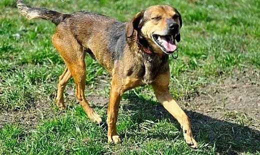 Cleo kochany, wesoły, energiczny psiak ADOPCJA, ś