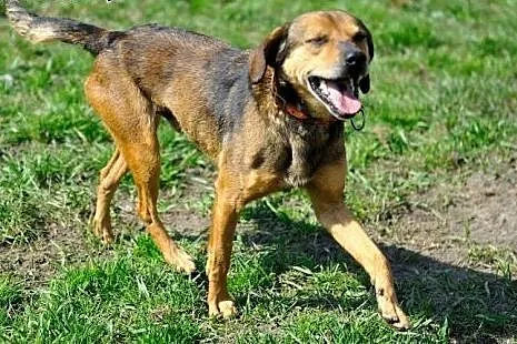 Cleo kochany, wesoły, energiczny psiak ADOPCJA,  ś