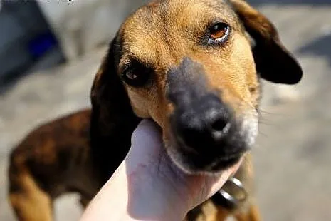Cleo kochany, wesoły, energiczny psiak ADOPCJA,  ś