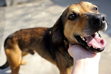 Cleo kochany, wesoły, energiczny psiak ADOPCJA,  ś