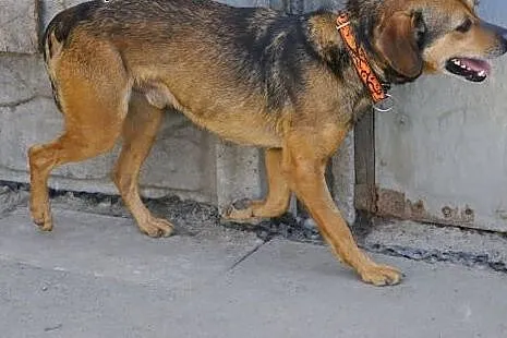 Cleo kochany, wesoły, energiczny psiak ADOPCJA,  ś