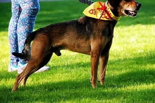 Cleo kochany, wesoły, energiczny psiak ADOPCJA,  ś