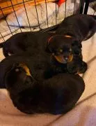 Zdrowe szczenięta rottweilera na sprzedaż... Napisz do mnie na WhatsApp: +44 7453 907158