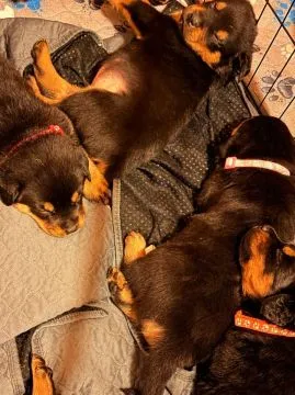Zdrowe szczenięta rottweilera na sprzedaż... Napisz do mnie na WhatsApp: +44 7453 907158, , Gdańsk