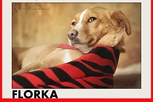 FLORKA,z domu tymczas.mała,łagodna,tulaśna,wesoła suczka.ADOPCJA,  dolnośląskie Wrocław