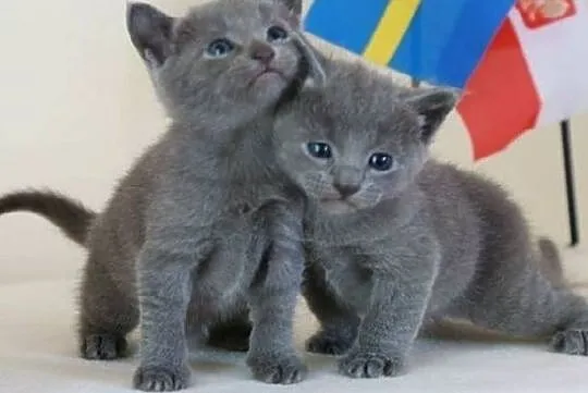 Rosyjski niebieski koty., Częstochowa