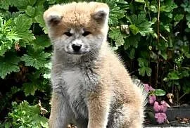 Akita inu akita japońska suczka FCI gotowa do odbioru