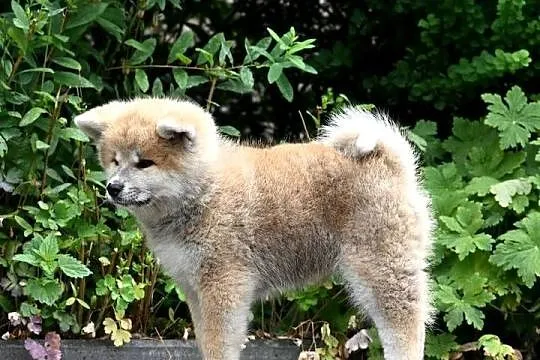 Akita inu akita japońska suczka FCI gotowa do odbioru, Śląskie, Częstochowa