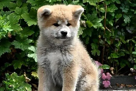 Akita inu akita japońska suczka FCI gotowa do odbioru, Śląskie, Częstochowa